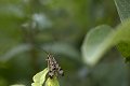 Panorpa germanica Schorpioenvlieg insect insecten insects insectes ongedierte libelle dragonfly lieveheersbeestje libelle bij wesp zweefvlieg spin springhaan closeup close-up macro